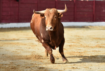 un toro español con grandes cuernos en una plaza de toros durante un espectaculo tradicional de toreo