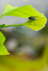 blue fly on yellow leaf