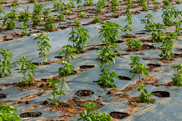 Green leafy salad on the farm. Planting basil with plastic.