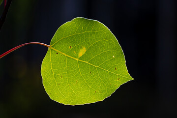 Close Up of a Green Aspen Leaf Backlit by the Sun