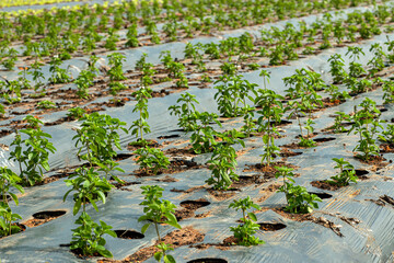 Green leafy salad on the farm. Planting basil with plastic.