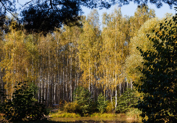Little lake in Moscow region, Russia. Bright sunny day in October. Trees