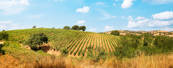 Wine production with ripe grapes before harvest in an old vineyard with winery in the tuscany wine...