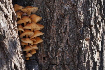 Orange-brown mushrooms on a tree trunk in the autumn forest. Armillaria mellea