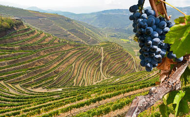 Old vineyards with red wine grapes in the Douro valley wine region near Porto, Portugal Europe - obrazy, fototapety, plakaty