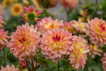 Dahlien (Dahlia)