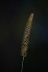 Źdźbło trawy ( sp.)  © Grzegorz