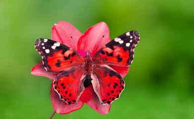 A beautiful wild butterfly drinks nectar while sitting on the petals of a flower