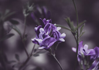 Fiore viola 
