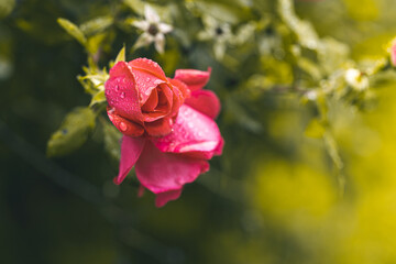 red rose in the garden