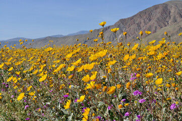 field of desert wildflowers