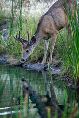 Obraz na płótnie Canvas Deer at Lake