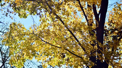 autumn leaves against sky