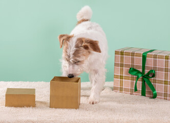 dog looking into an open gift box beside another present on green background
