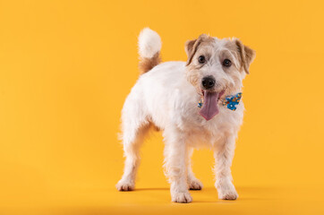 happy jack russell dog standing alone on yellow background