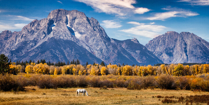 A horse grazes in autumn in the mountains
