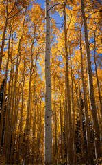 autumn in the aspens