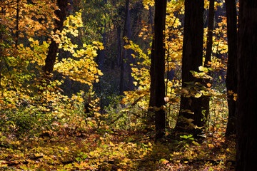 Maple forest in late Canadian autumn