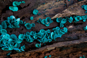 green elfcup  or the green wood cup - Chlorociboria aeruginascens