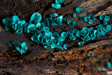 green elfcup  or the green wood cup - Chlorociboria aeruginascens