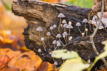 Parasola auricoma in autumn light