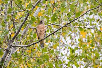 red-shouldered hawk (Buteo lineatus) in autumn