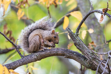 Cute grey squirrel in autumn