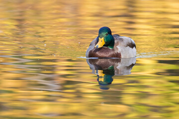 mallard in autumn