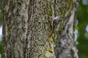 brown creeper (Certhia americana) in autumn