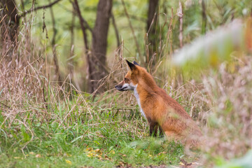 Cute young red fox in autumn	