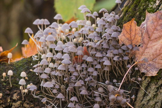 Parasola auricoma in autumn light