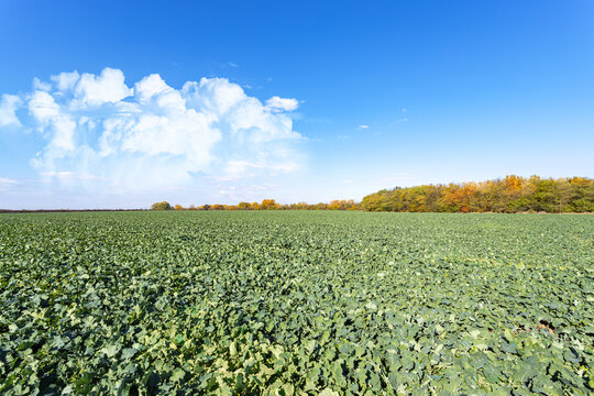 Autumn green field of winter rape plants with morning blue sky and orange trees in background