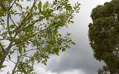 Plantas y Arboles 