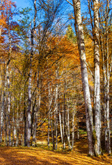 Fototapeta premium autumn landscape in a deciduous forest