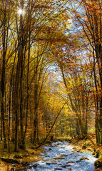 a stream flowing in the autumn forest