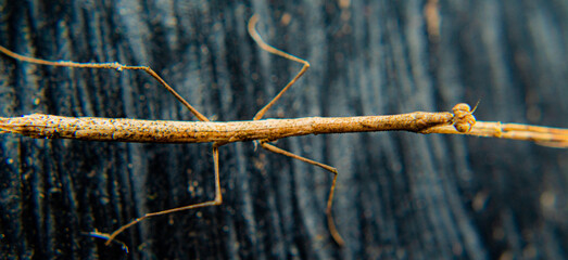 Rama sobre la madera