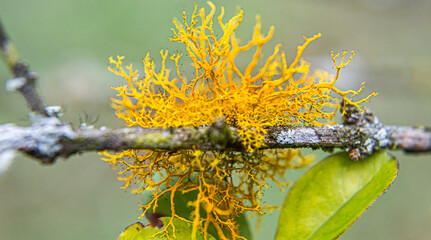 Coral amarillo