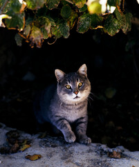 cat in the garden