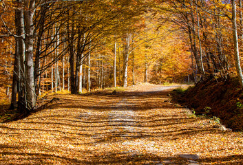 forest road covered with yellowed leaves