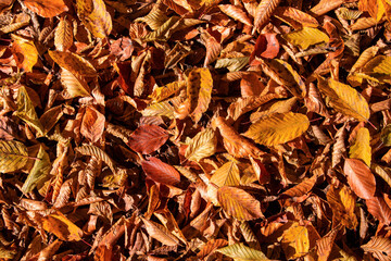 a carpet of dried leaves