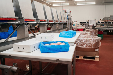 modern poultry processing plant.Meat processing in food industry.Packing of meat slices in boxes on a conveyor belt.Line for the production of semi-finished meat products.