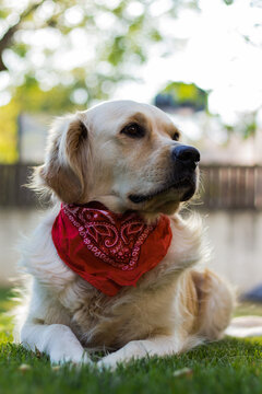 Perro Golden Retriever con pañuelo/bandana roja