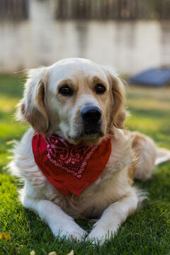 Retrato de un perro Golden Retriever con un pañuelo rojo