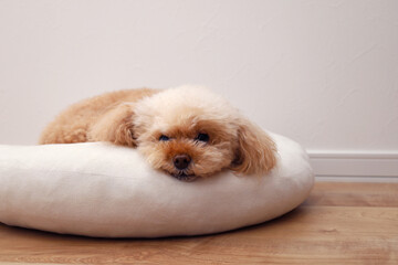クッションでリラックスしてるトイプードル