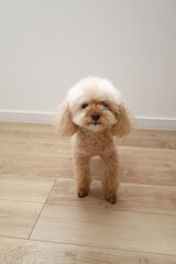 何かを待ってるトイプードル