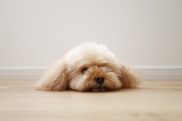 ペッタンこトイプードル