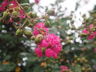 雨にぬれたサルスベリ
