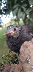 red billed hornbill