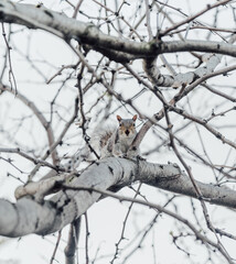 squirrel on a tree New York forest animal 