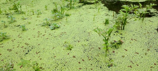 moss plants floating on the lake water
